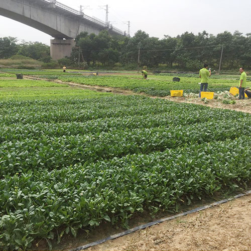云南基地種植基地深圳市七畝地農產品實業有限公司