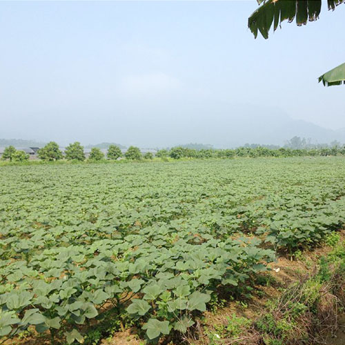 河南濮陽基地種植基地深圳市七畝地農產品實業有限公司