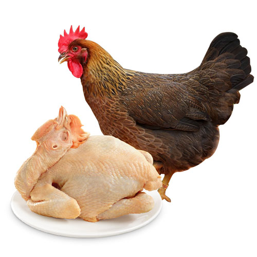 清遠(yuǎn)麻雞配送-新鮮肉類(lèi)-深圳市七畝地農(nóng)產(chǎn)品實(shí)業(yè)有限公司